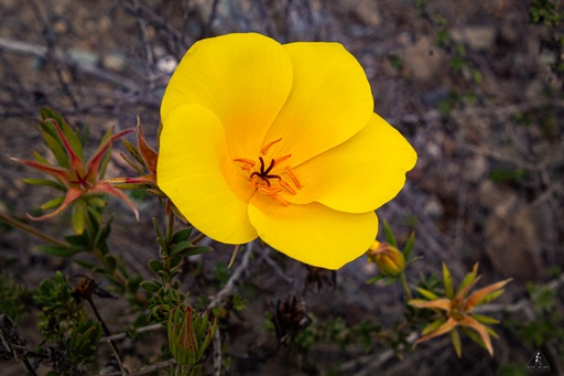 Desierto Florido "Valle del Huasco"